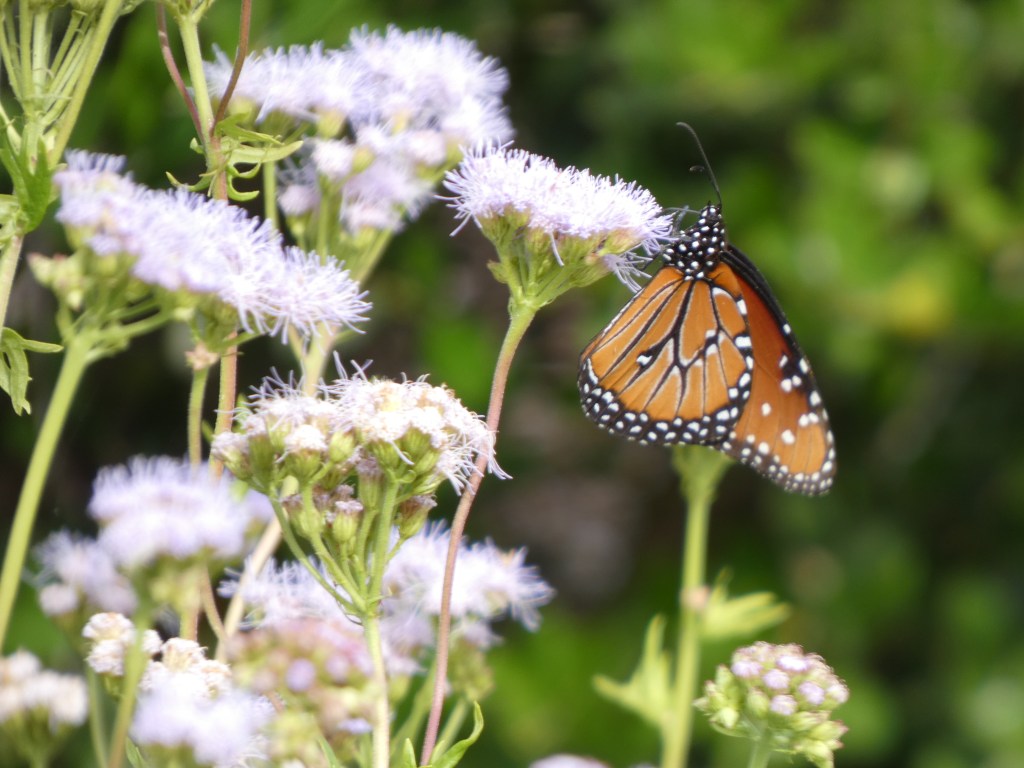 A queen butterfly on a Gregg's Mistflower